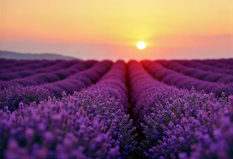 معطر ومنظف التواليت سرنجة | Toilet Gel Cleaner (Flower Design)